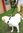 Antichoc: Rallonge élastique De Laisse Double pour 2 chiens
