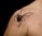 Scorpio & Black Widow Spider pattern temporary tattoo