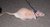 Leash Harness for Small Rodents unusual pets Reptiles...